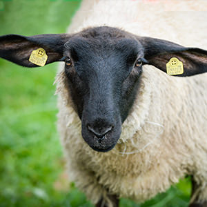 Unsere Tiere