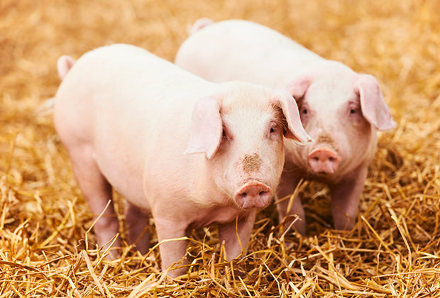 Schweine